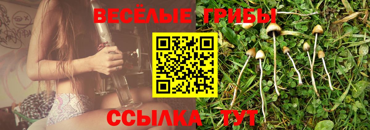 Псилоцибиновые грибы Cubensis Гуково